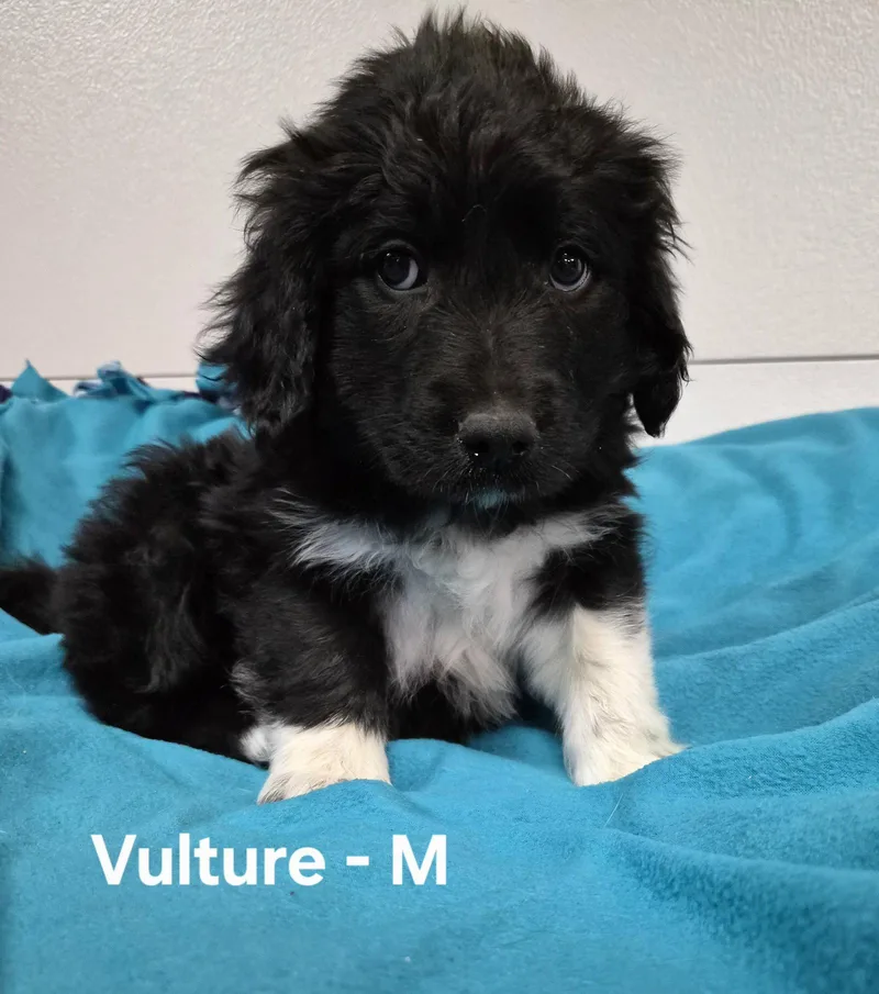 A baby medium-sized male Great Pyrenees dog named Vulture for adoption in Hillside, IL