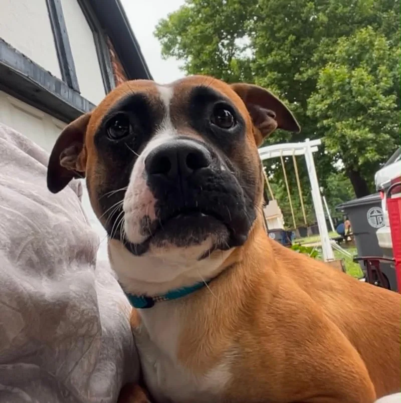 An adult medium-sized male Brown / Chocolate Boxer dog named Bandit for adoption in TULSA, OK