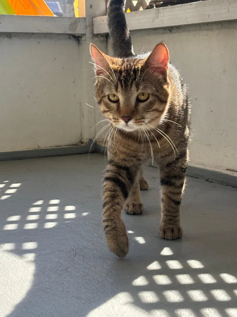 A young medium-sized male Domestic Short Hair cat named Chester for adoption in Naples, FL