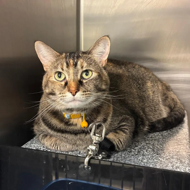 An adult large-sized female Torbie Domestic Short Hair cat named Mila for adoption in Chippewa Falls, WI
