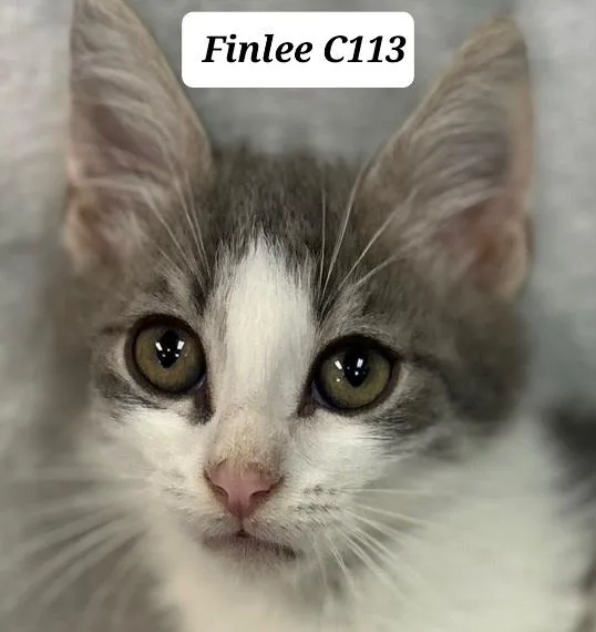 A baby medium-sized male Tabby (Gray / Blue / Silver) Domestic Medium Hair cat named Finlee for adoption in Morganton, NC