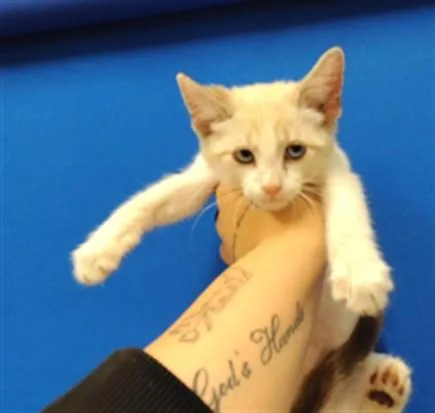 A baby small-sized female Siamese cat named Cinderella for adoption in Albuquerque, NM