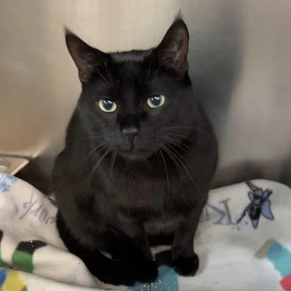 An adult extra large-sized male Black Domestic Short Hair cat named Puma for adoption in DeKalb, IL