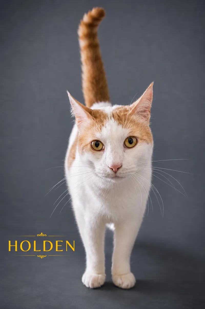 An adult medium-sized male Orange & White Domestic Short Hair cat named Holden for adoption in Greenville, DE