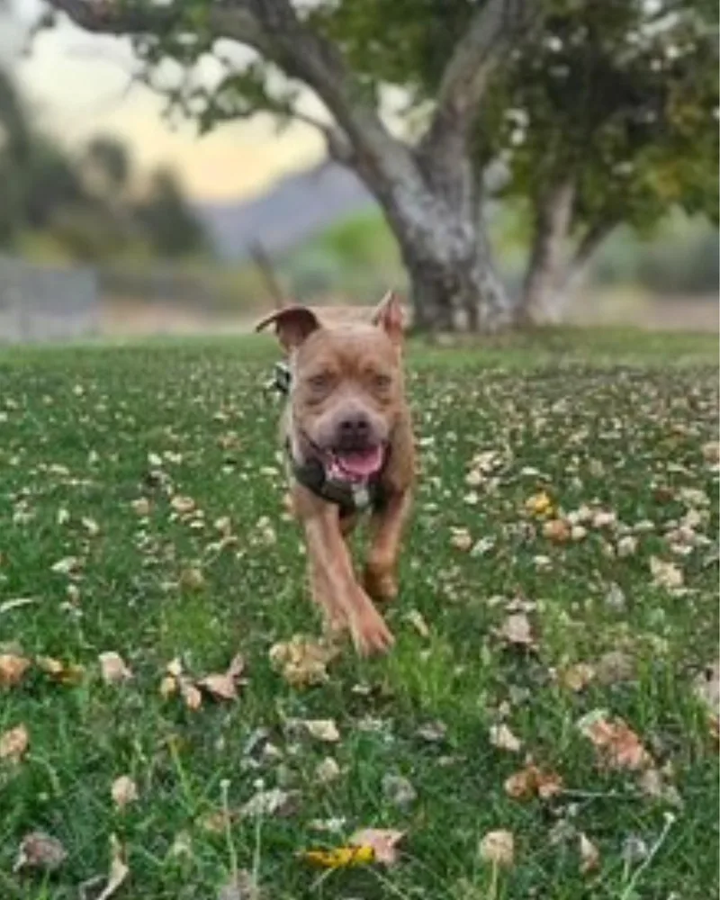 A young medium-sized male American Staffordshire Terrier dog named Louis for adoption in Valley Village, CA