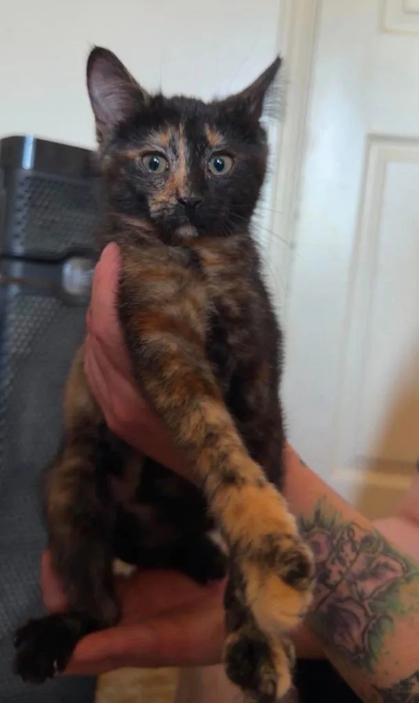 A baby medium-sized female Domestic Short Hair cat named Turkey for adoption in Salt Lake City, UT