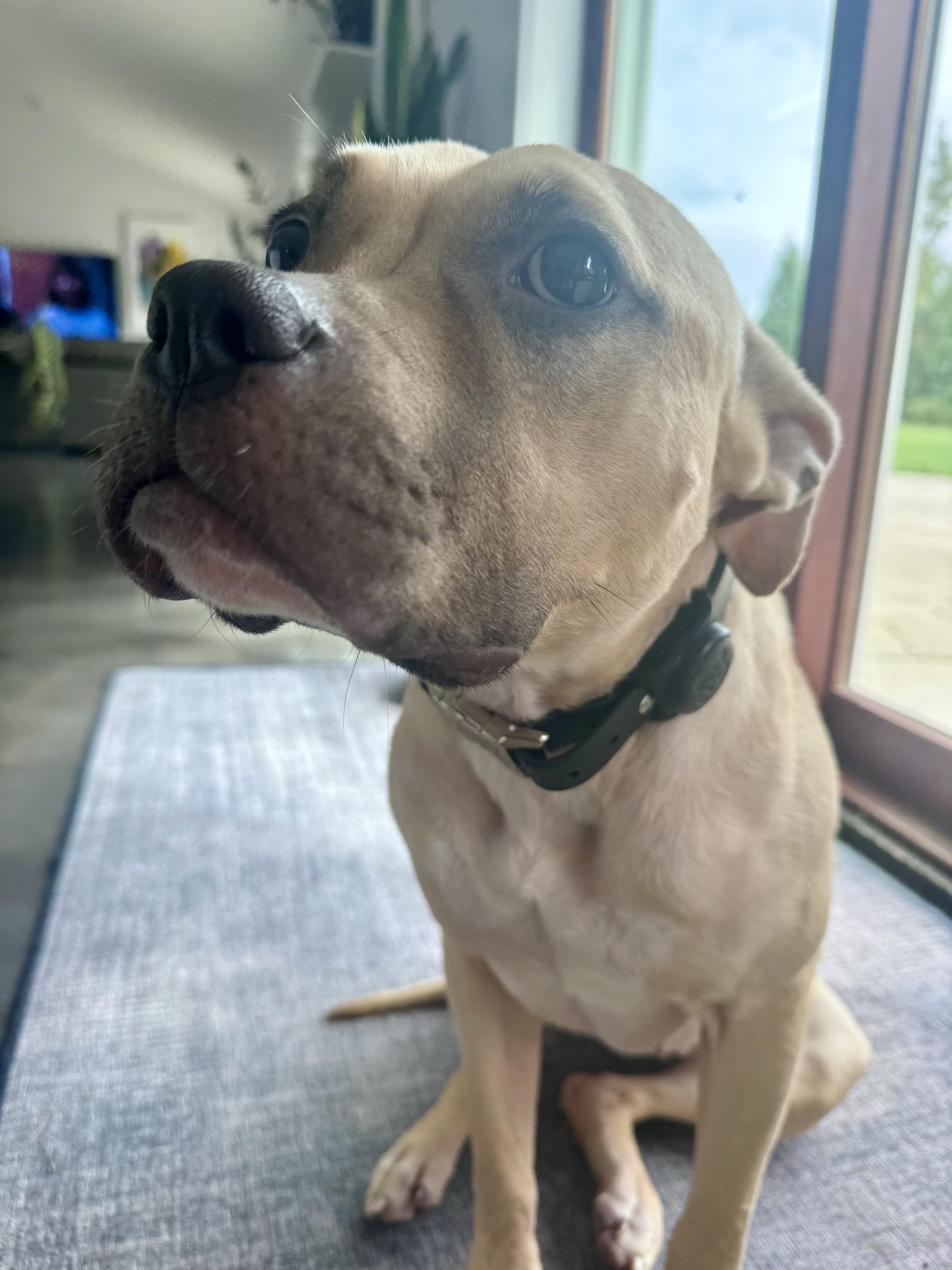 An adult medium-sized female Mixed Breed dog named Daphne for adoption in New Albany, OH