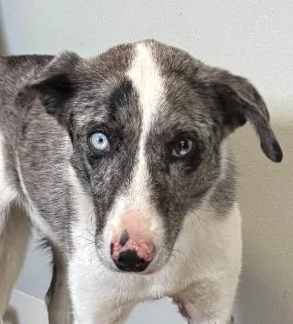 A young medium-sized male White / Cream Australian Cattle Dog / Blue Heeler dog named Cinch for adoption in Sterling, CO