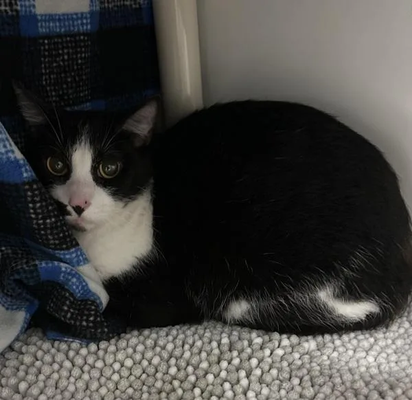 An adult medium-sized female Domestic Short Hair cat named Maddy for adoption in San Diego, CA