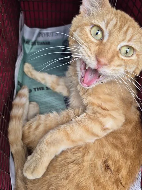 An adult medium-sized male Domestic Short Hair cat named Roger for adoption in San Antonio, TX