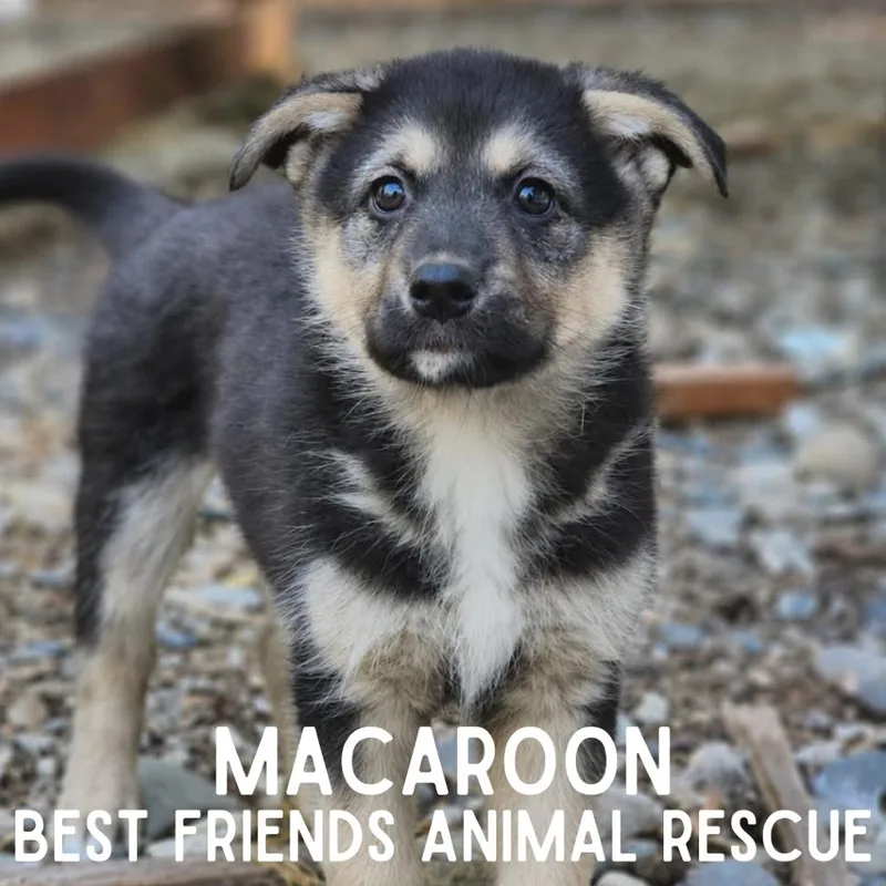 Macaroon