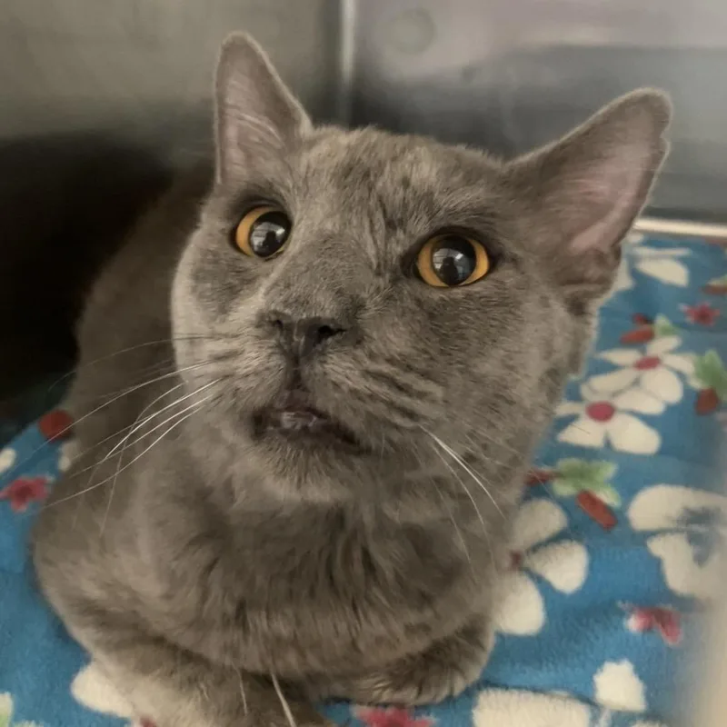 An adult medium-sized male Gray / Blue / Silver Domestic Short Hair cat named Benito for adoption in Grass Valley, CA