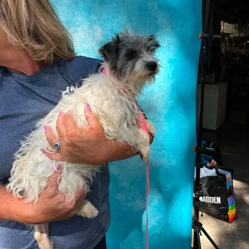 An adult small-sized female White / Cream Yorkshire Terrier dog named Ingrid Bergman for adoption in St. Charles, IL