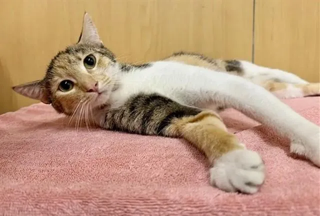 A young small-sized female Domestic Short Hair cat named Honey for adoption in Saint Louis, MO