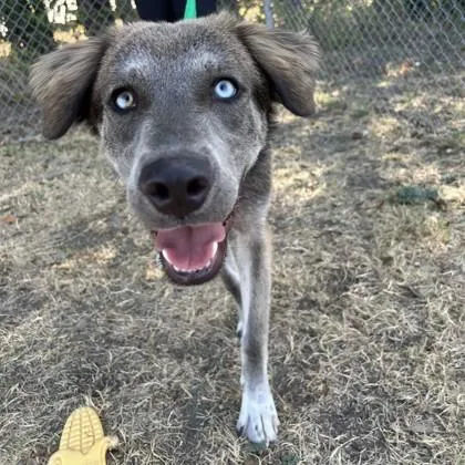 A baby medium-sized male Siberian Husky dog named Ghost for adoption in Morton Grove, IL