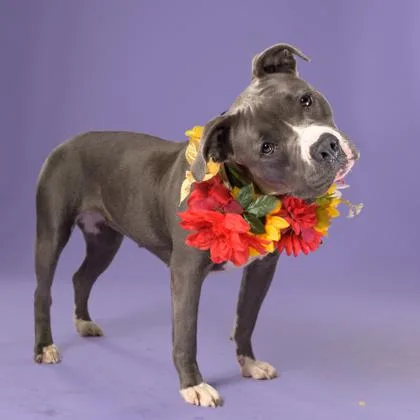 An adult large-sized female Bull Terrier dog named Rena for adoption in Atlanta, GA