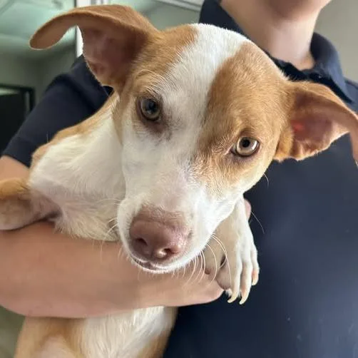 A baby small-sized male Red / Chestnut / Orange Chihuahua dog named 26-734 for adoption in Los Banos, CA