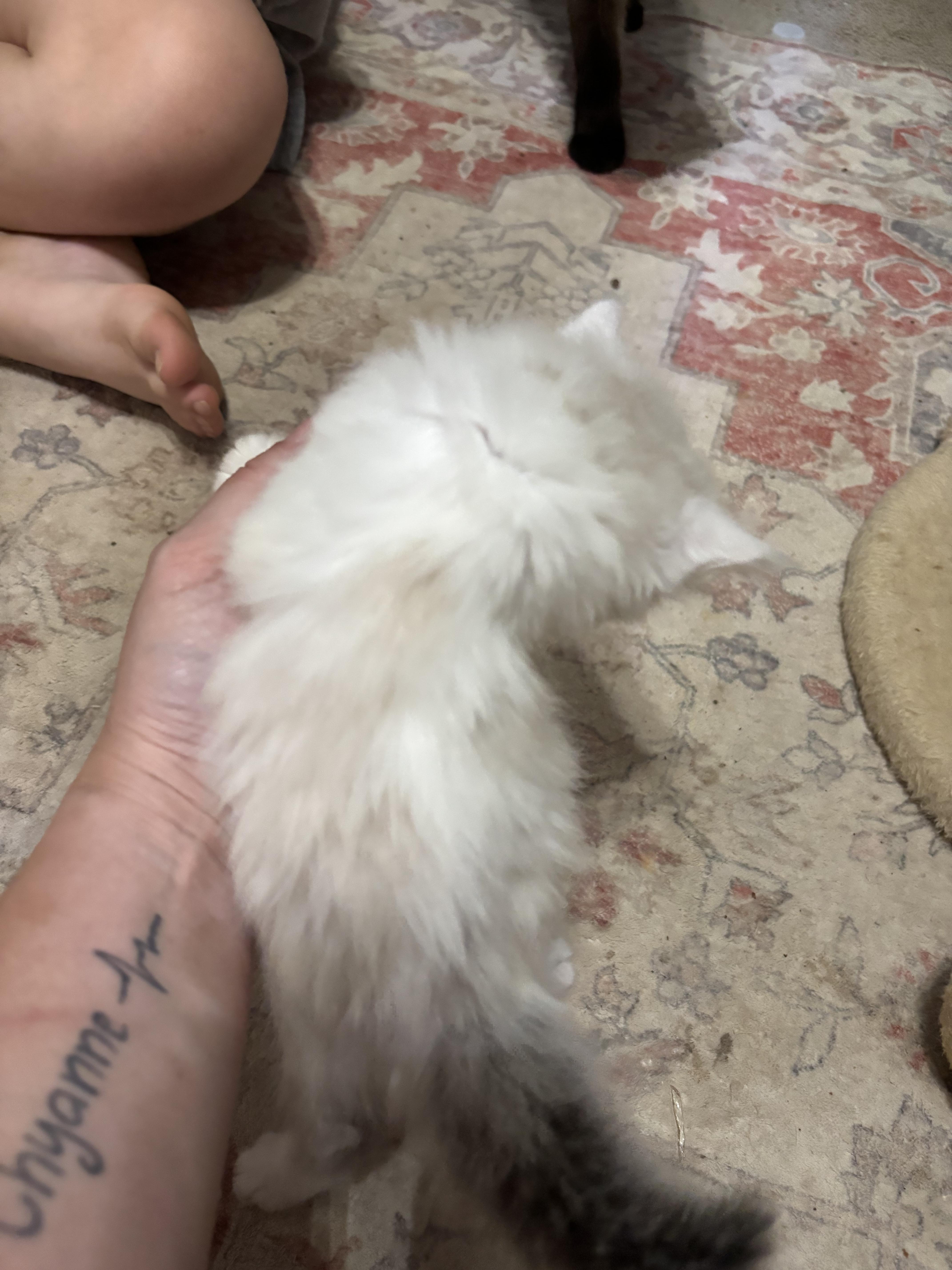 A baby small-sized female Siamese cat named Suki for adoption in Randolph, AL
