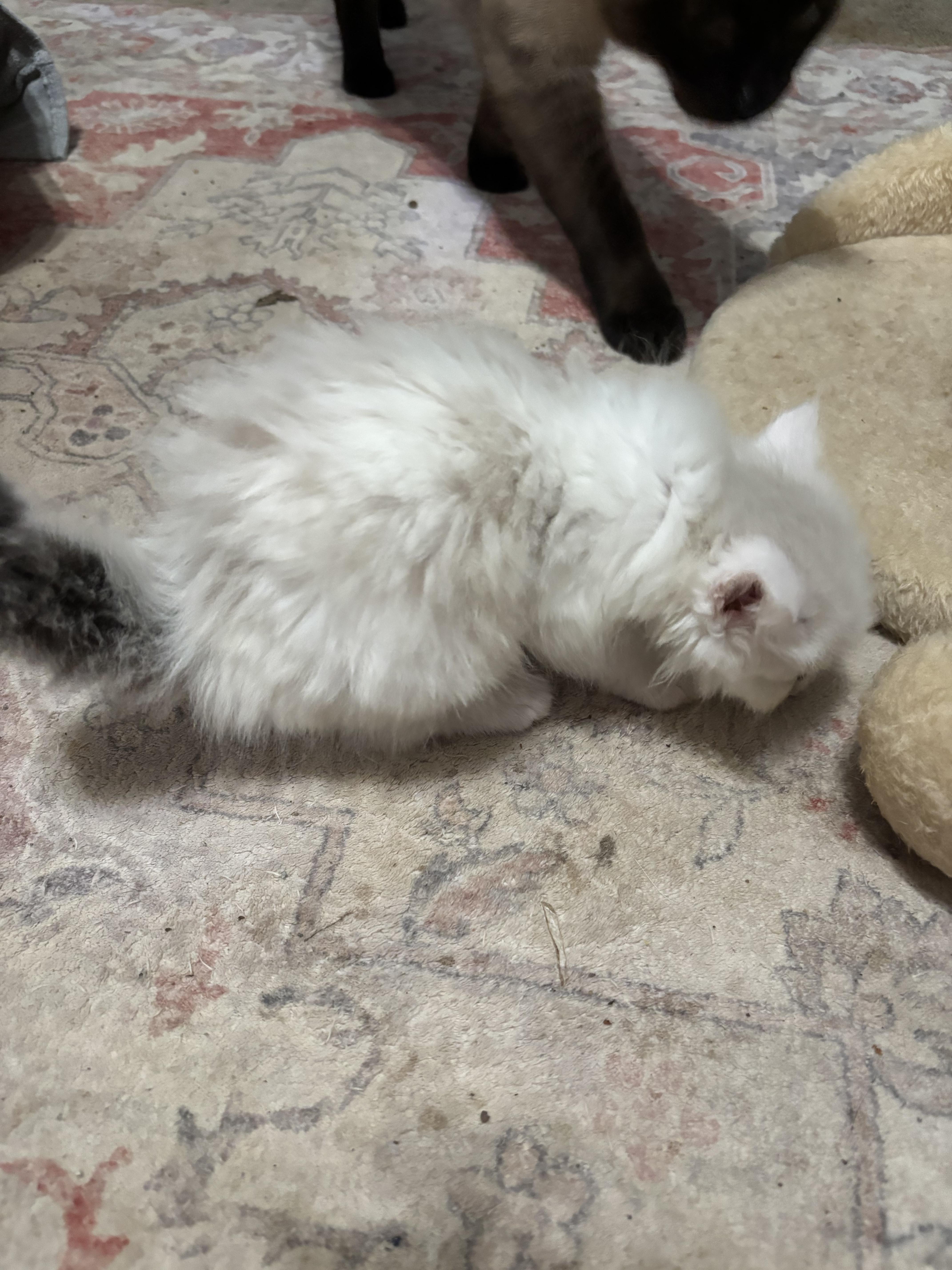 Suki thumbnail 2