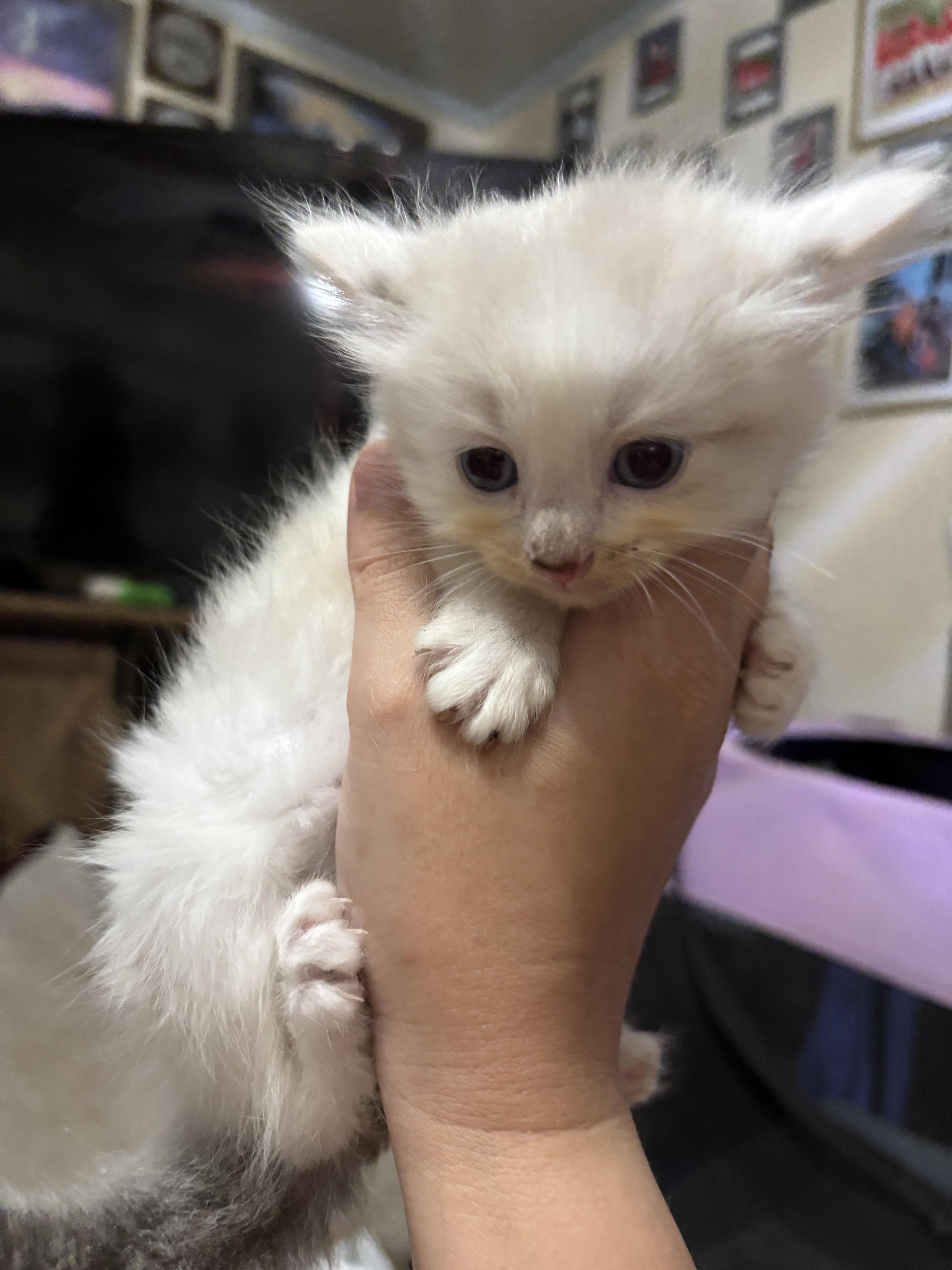 Suki thumbnail 3