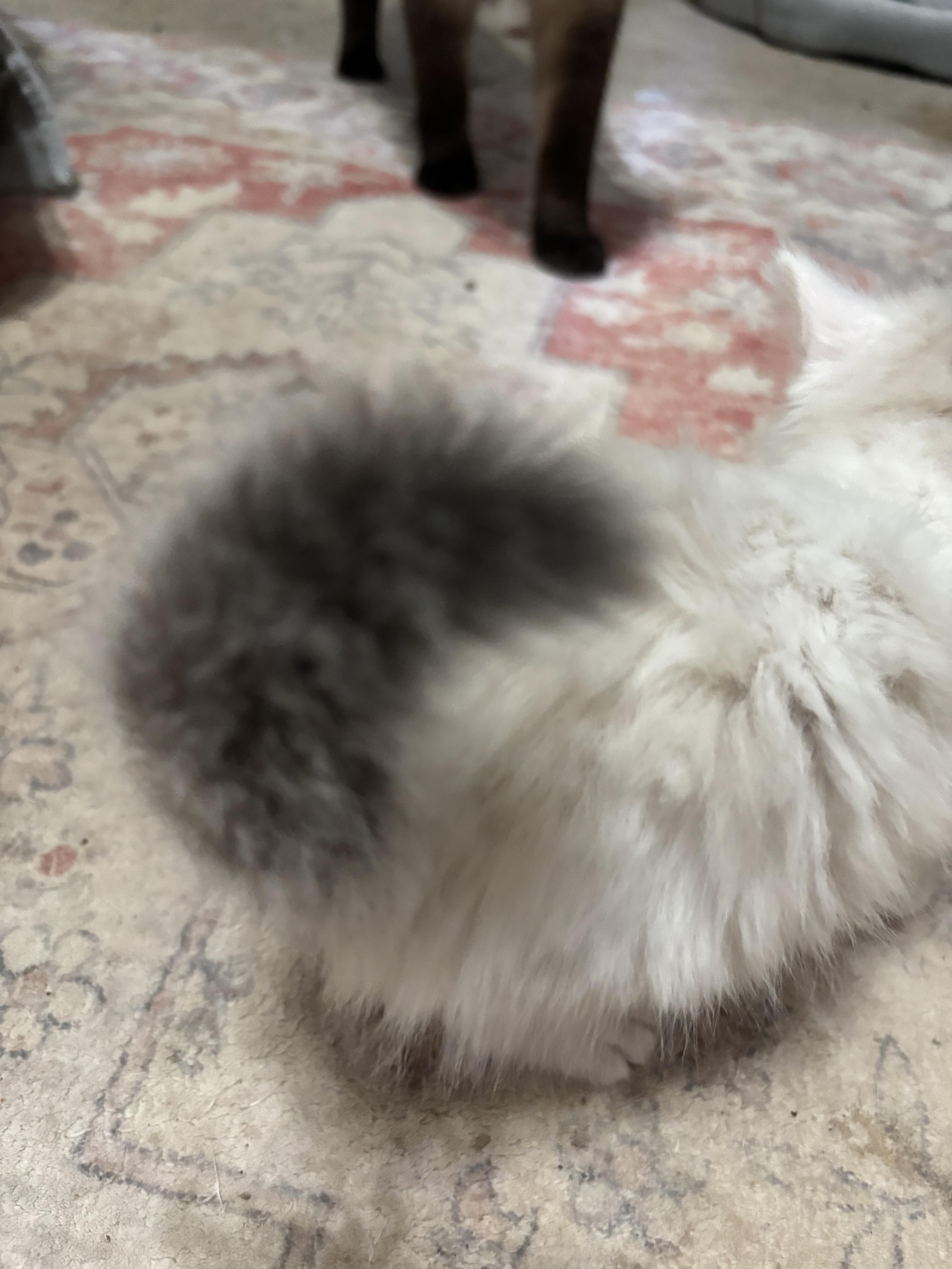 Suki thumbnail 4