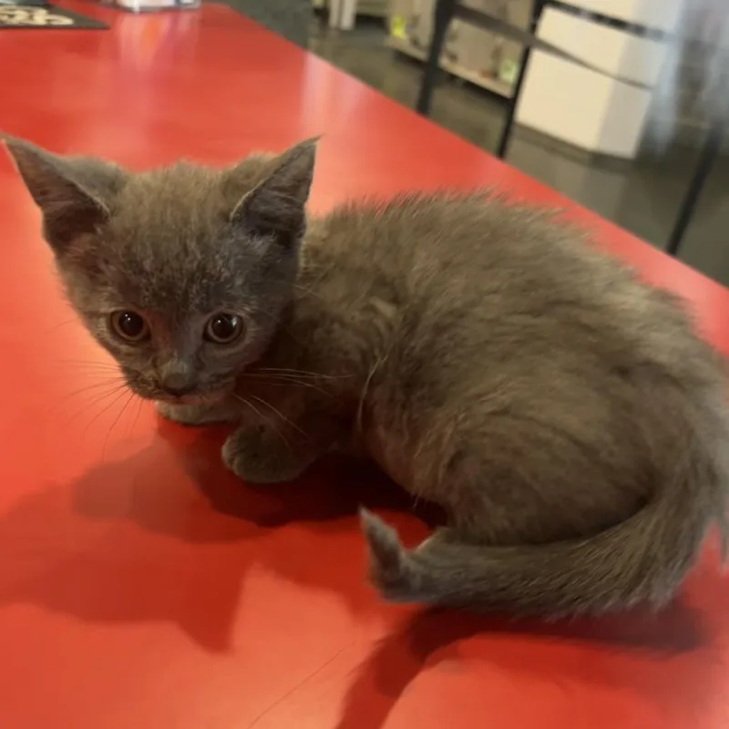 A baby small-sized female Gray / Blue / Silver Domestic Short Hair cat named Mabel for adoption in San Gabriel, CA