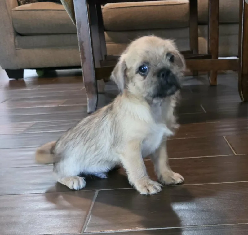 A baby small-sized male Yellow / Tan / Blond / Fawn Pug dog named Enver for adoption in Gregory, TX