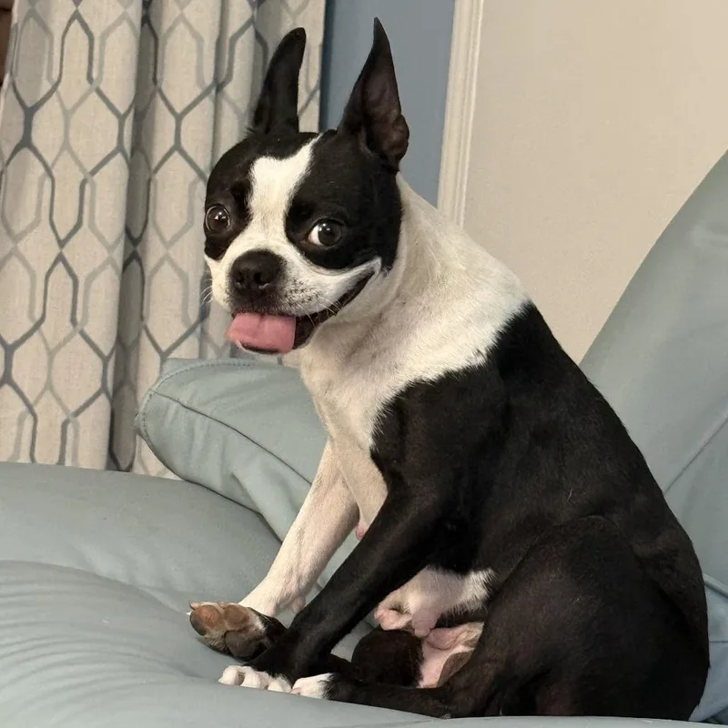An adult small-sized female Black Boston Terrier dog named Coraline for adoption in San Mateo, CA