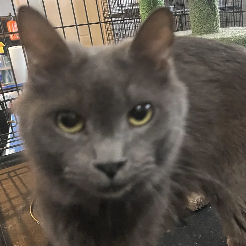 An adult large-sized male Russian Blue cat named Mr Blue Guy for adoption in Danbury, CT