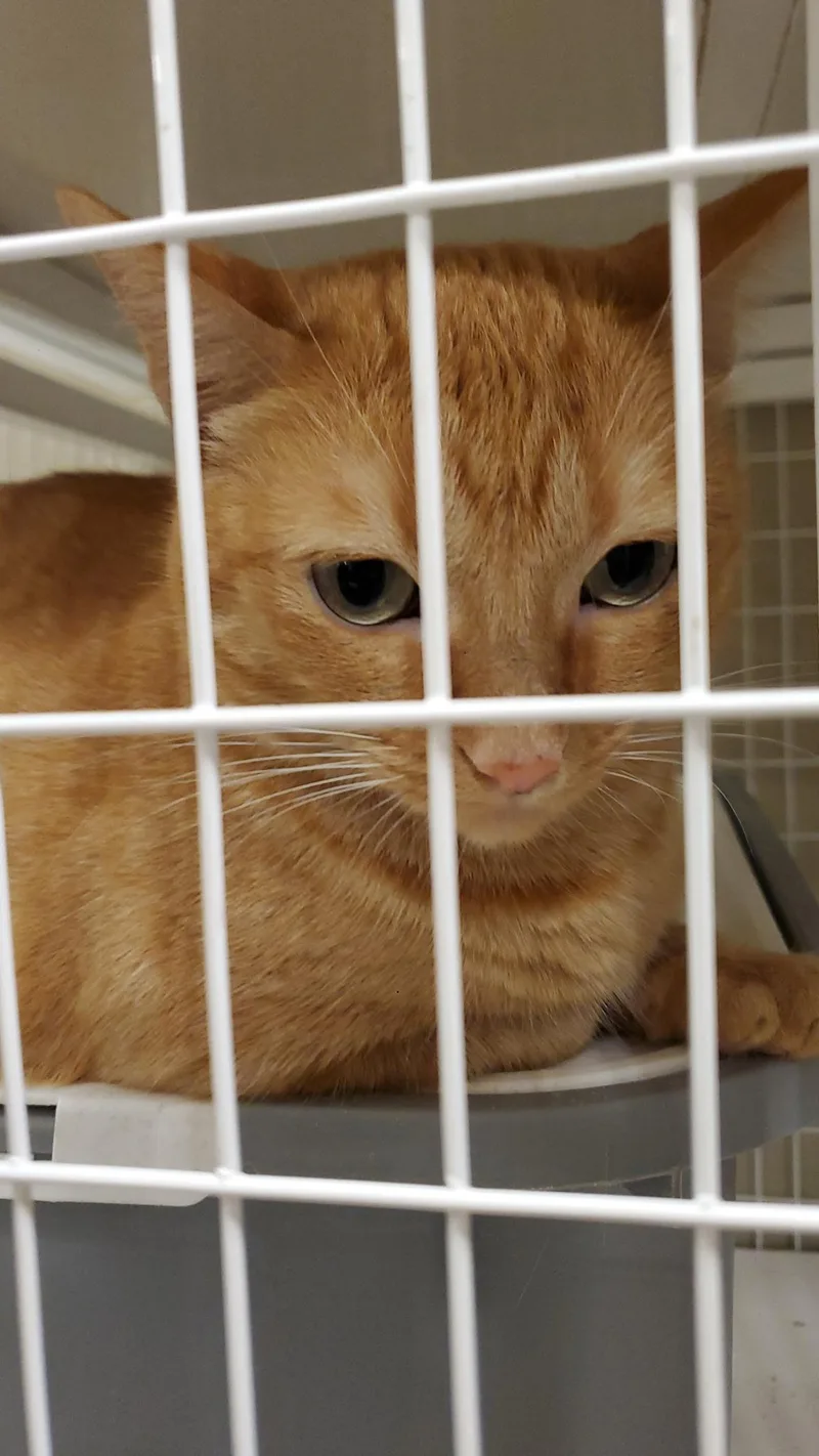 An adult medium-sized female Domestic Short Hair cat named Ginger for adoption in Zimmerman, MN