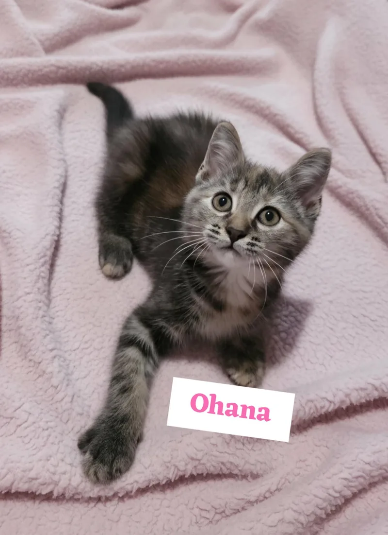 A baby medium-sized female Torbie cat named Ohana for adoption in Saginaw, MI