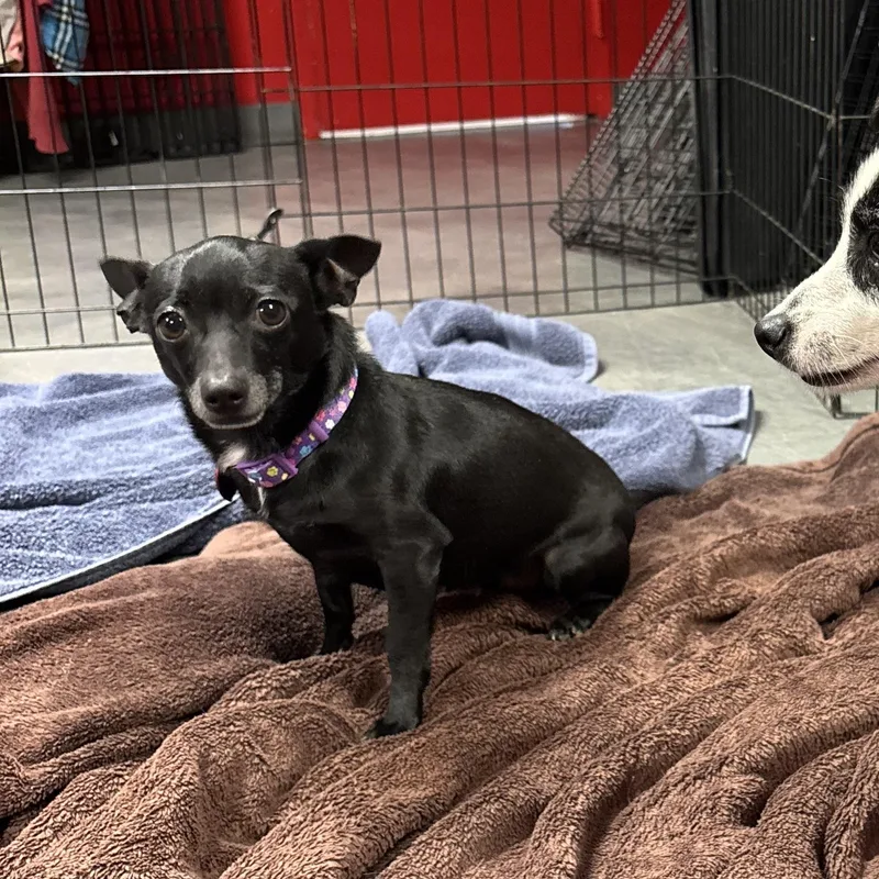 An adult small-sized female Chihuahua dog named Fig for adoption in Phoenix, AZ