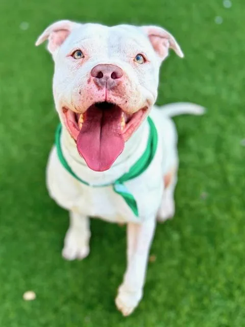 A young large-sized female Pit Bull Terrier dog named Amber for adoption in Agoura, CA