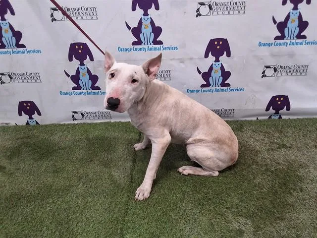 A young medium-sized male Bull Terrier dog named Volt for adoption in Orlando, FL