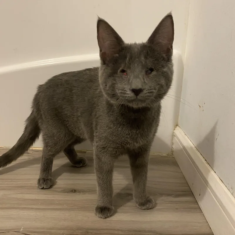 A baby medium-sized female Gray / Blue / Silver American Shorthair cat named Buffy & Willow for adoption in Raeford, NC