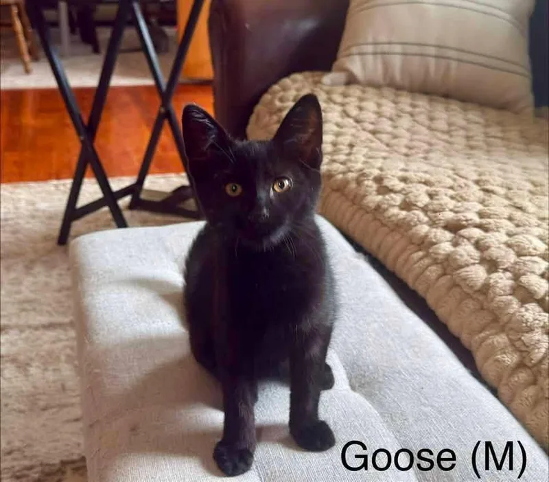 A baby medium-sized male Black Domestic Short Hair cat named Goose for adoption in Breinigsville, PA