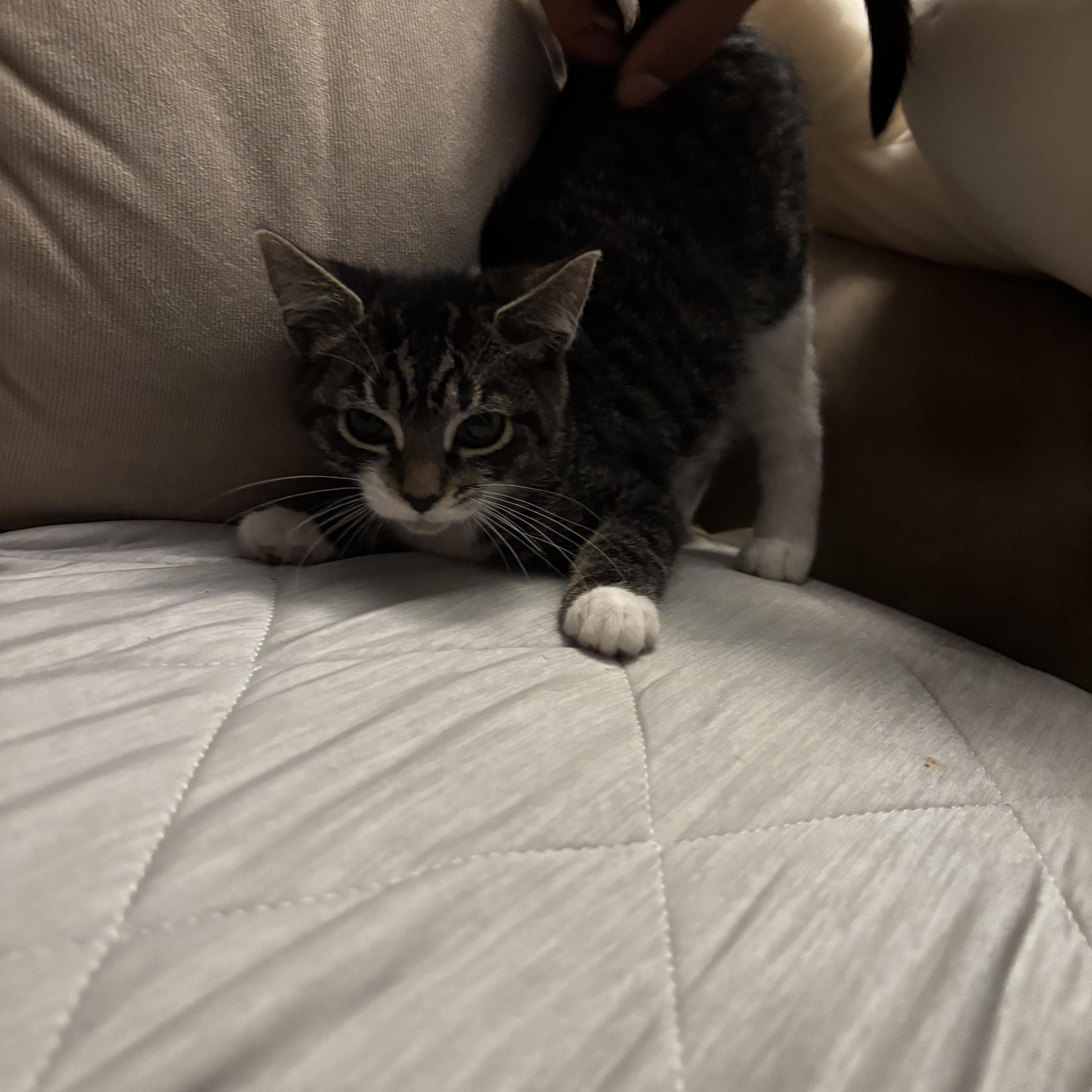 A baby medium-sized female Tabby (Brown / Chocolate) Domestic Short Hair cat named Mocha for adoption in Beltsville, MD