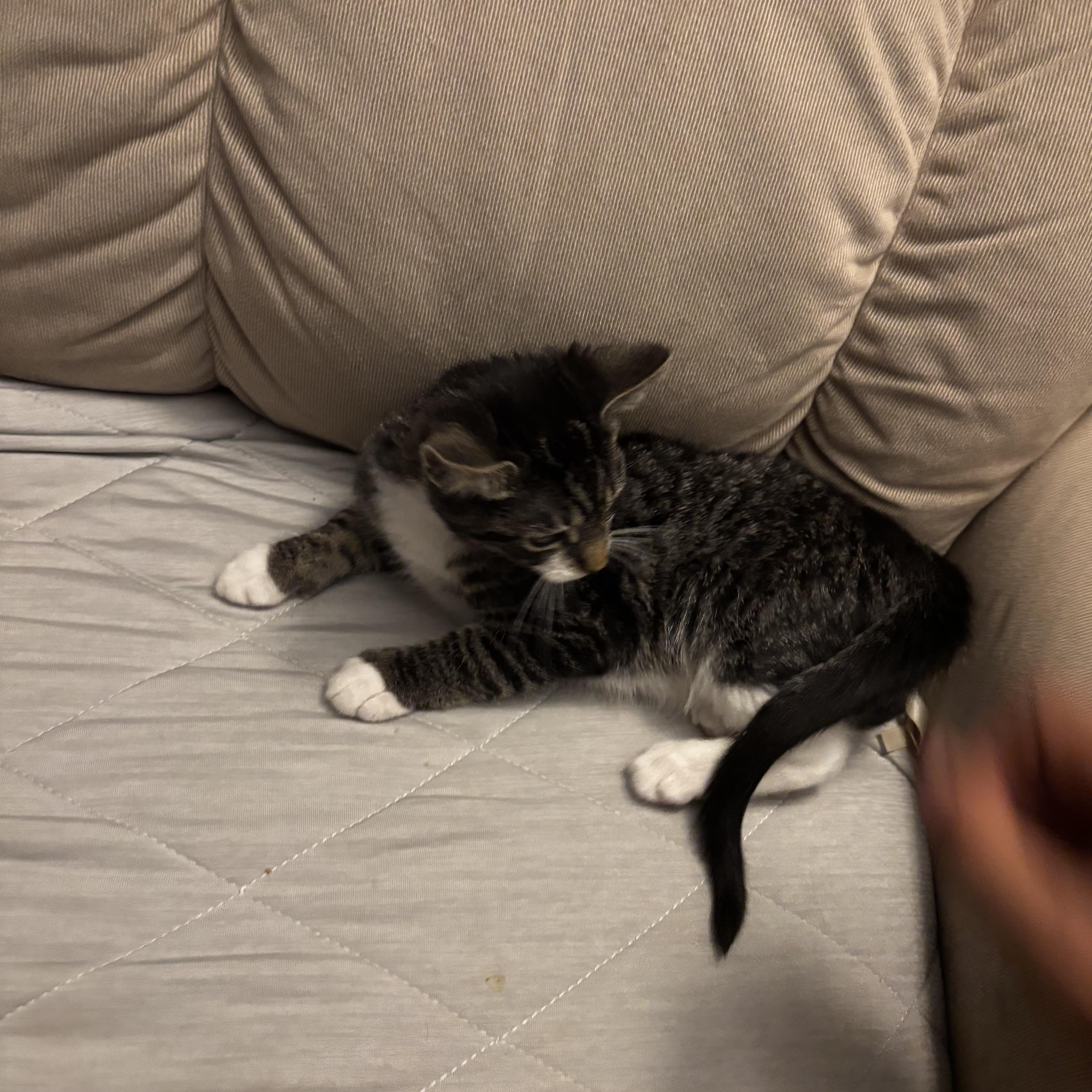 Mocha thumbnail 3