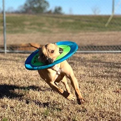 Peggy Schuyler thumbnail 4