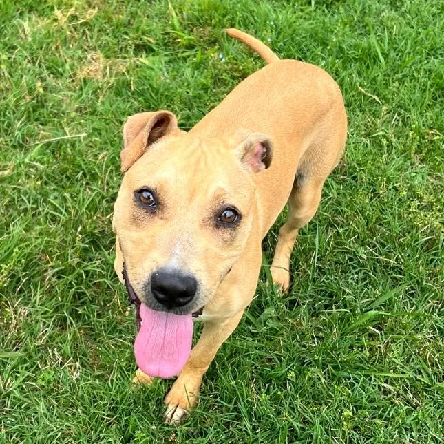 Peggy Schuyler thumbnail 5