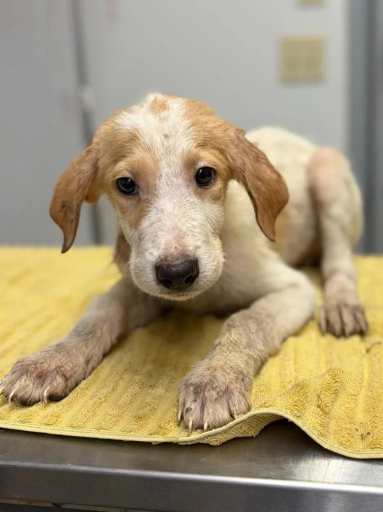 A baby large-sized male Mixed Breed dog named Wonton for adoption in Lockhart, TX