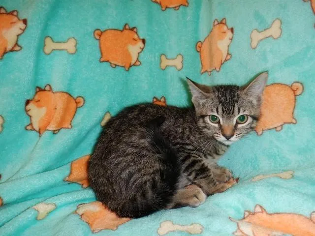 A baby small-sized female Domestic Short Hair cat named Chamoy for adoption in San Jose, CA