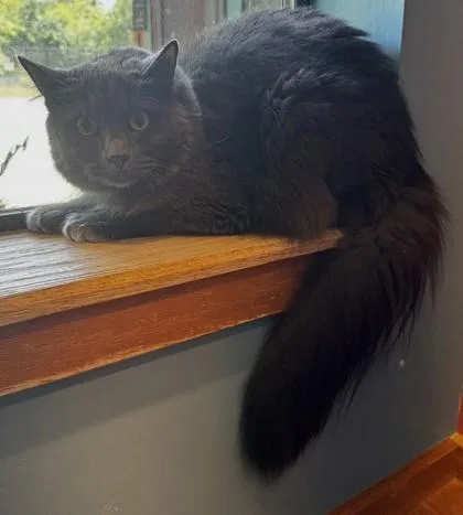 An adult medium-sized male Gray / Blue / Silver Domestic Long Hair cat named Vulture BONDED TO GRACKLE for adoption in Stanwood, WA