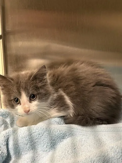 A baby small-sized male Domestic Medium Hair cat named Pastry for adoption in Minneapolis, MN