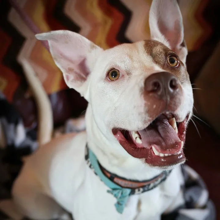 Hans Solo thumbnail 2