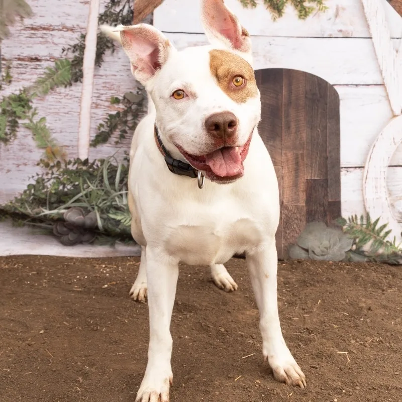 Hans Solo thumbnail 3