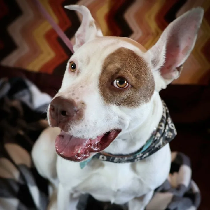 Hans Solo thumbnail 4