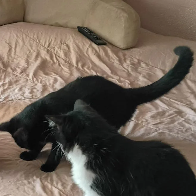 A young medium-sized female Black Domestic Short Hair cat named Midnight for adoption in Bedford, NH