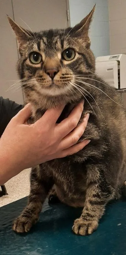An adult extra large-sized male Domestic Short Hair cat named Zippy for adoption in Gastonia, NC