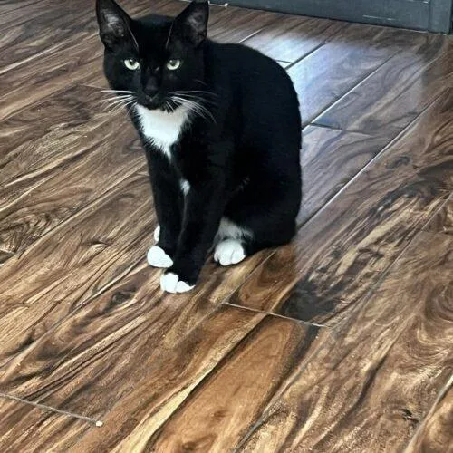 A young medium-sized male Domestic Short Hair cat named Thomas for adoption in Tampa, FL